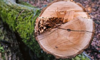 Beweise dein Wissen über Holz